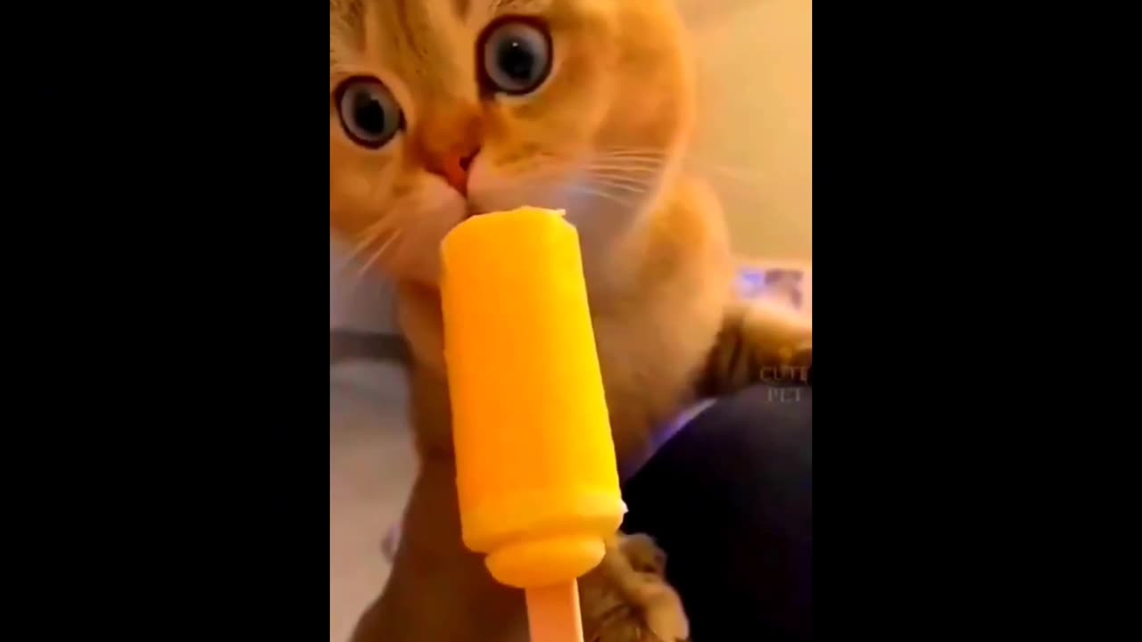 New Funny Cats video 2023🤩🤩🤩