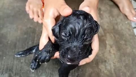 bairav's first bath #ourpet #dogs #labradorpuppy