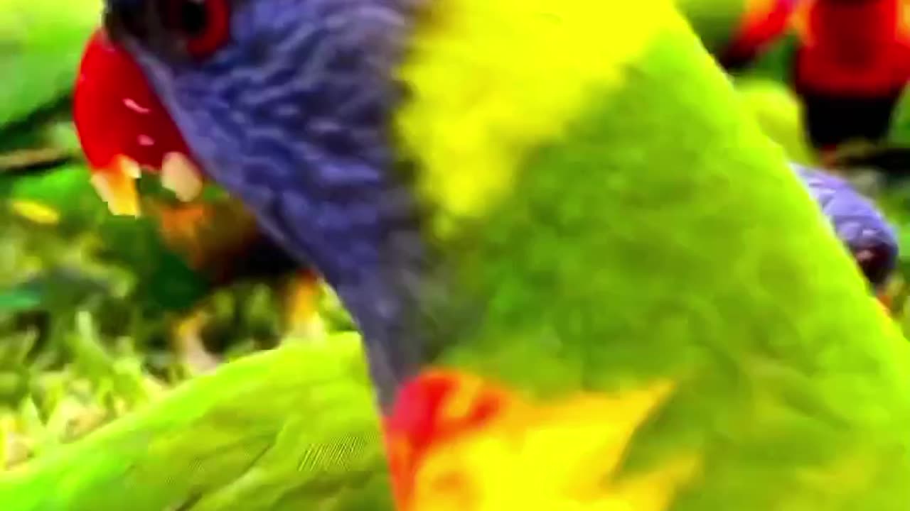 Beautiful parrot video|#shorts