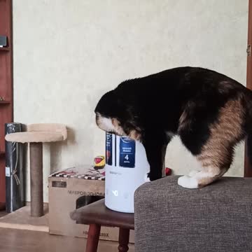 My funny cat plays with a humidifier