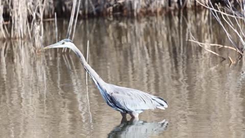 Great Blue Heron catches fish