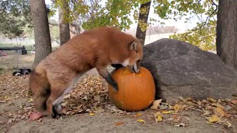 Foxes getting their first pumpkin of the season