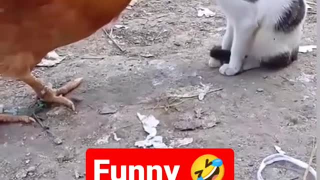 Funny Cock vs Cat