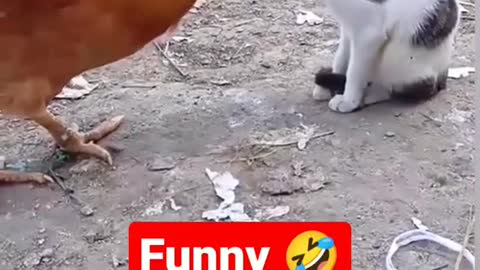 Funny Cock vs Cat