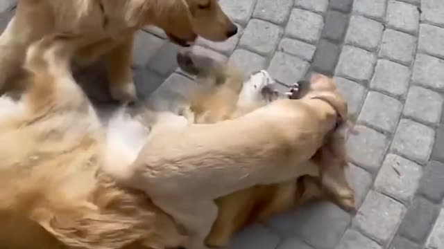 Funniest & Cutest Golden Retriever Puppies - 30 Minutes of Funny Puppy Videos