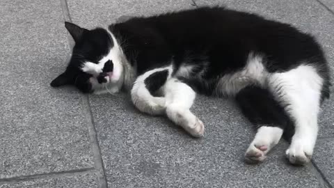 Cat fall asleep in the middle of the street
