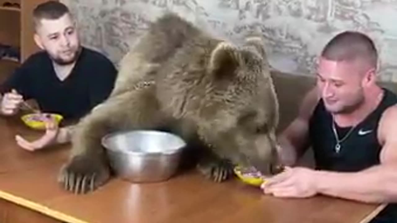 Un ours et son meilleur ami humain