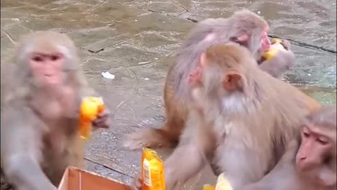 Monkeys and bread