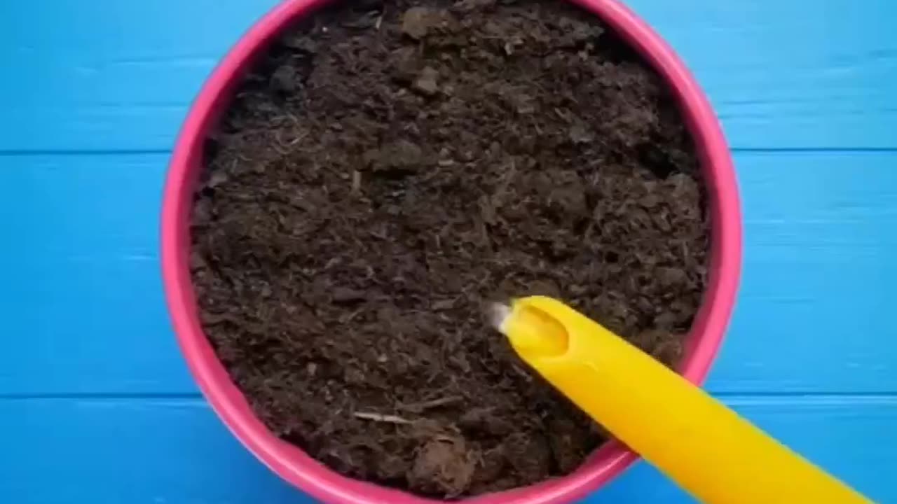 کاشت