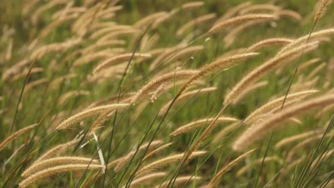 Nature Grass Waving