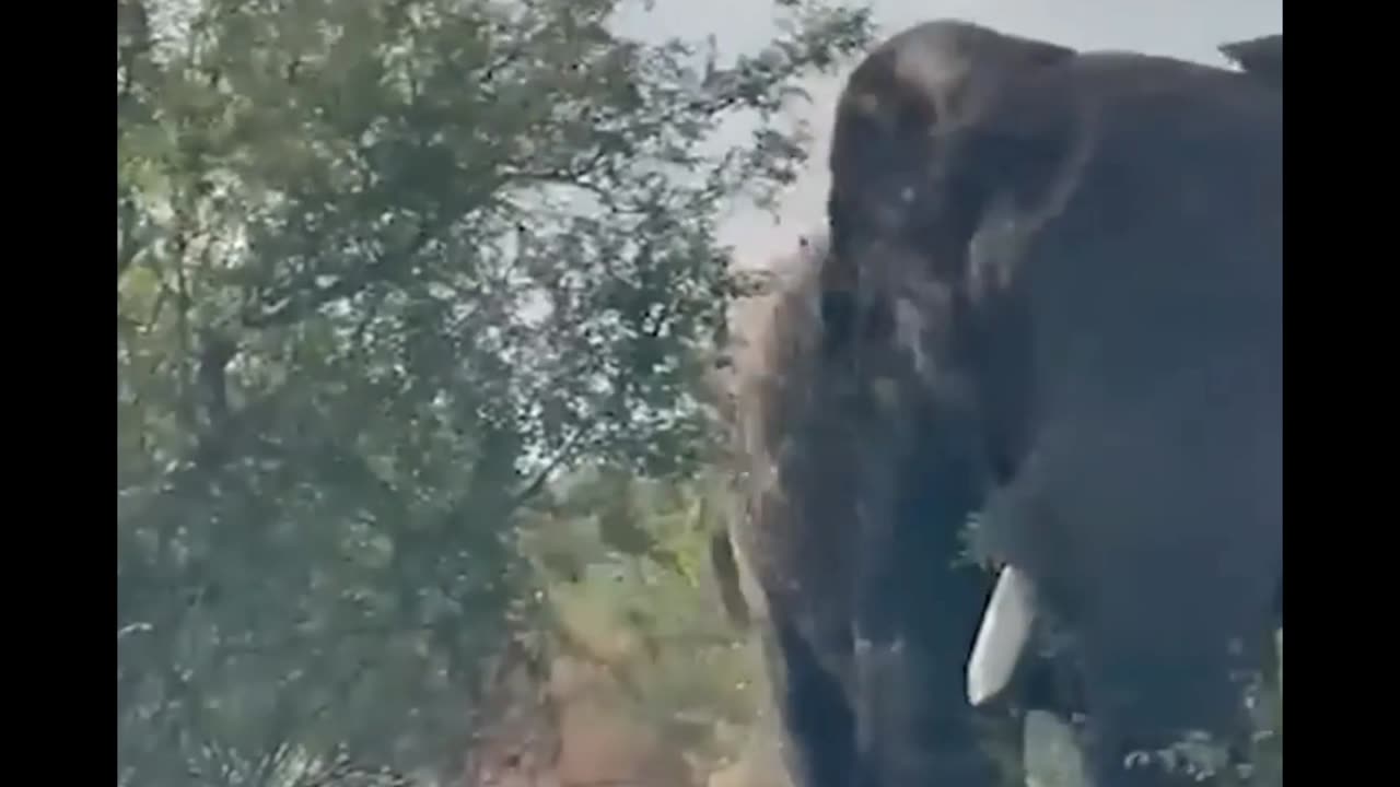 African Elephant Attacks a Safari Vehicle 😲🐘