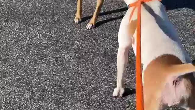#2 January 2022 female yellow lab mix #43 December 2021 white pit mix