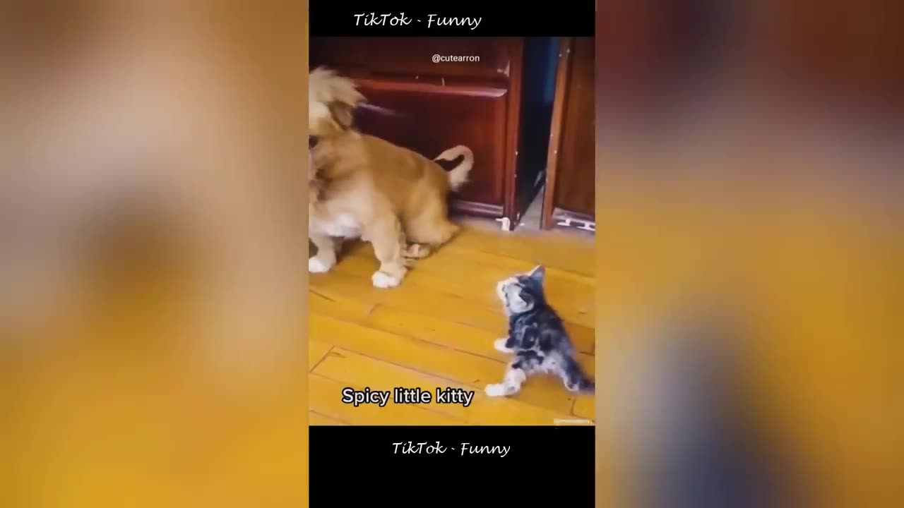 Best Funny Dogs And Cats Videos 😅 - Funniest Animals Videos 2023😇