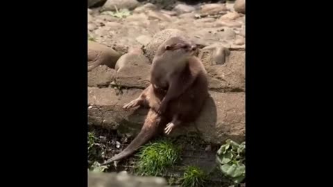 Cute baby animal video