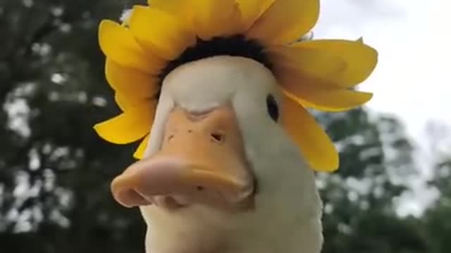That's a pretty duck