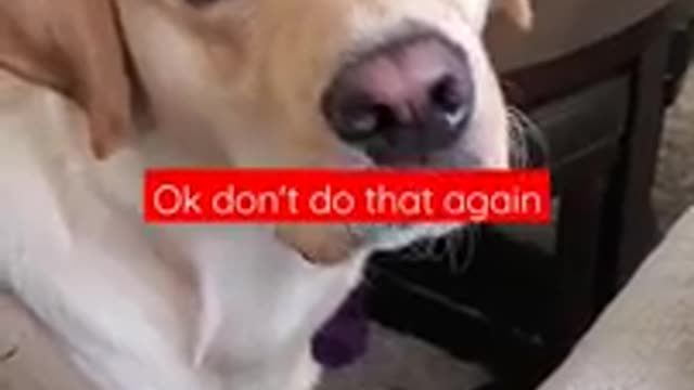 Dog Hates it When Disturbed During Sleeping | Funny Dog Video