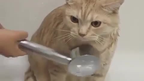 HOW TO CAT TAKE SHOWER