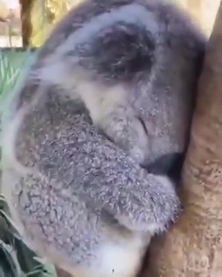 sleeping koala