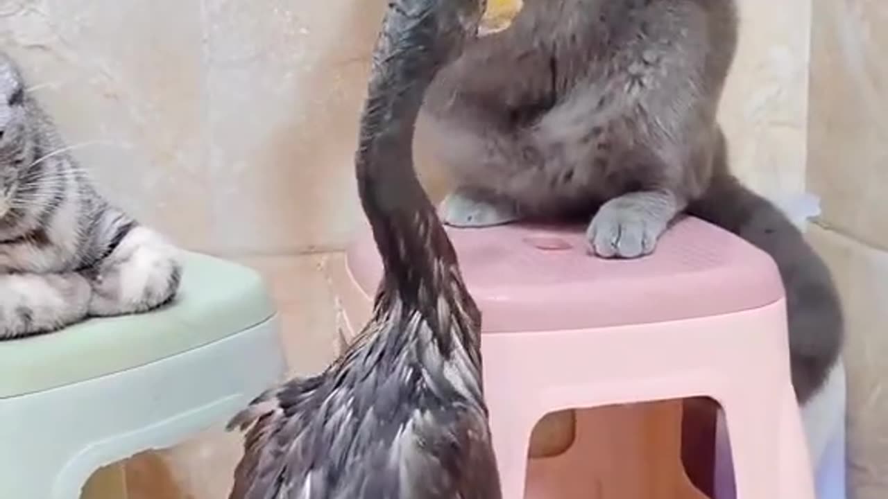 Funny animal videos 🤣😂🥰🥰❤️