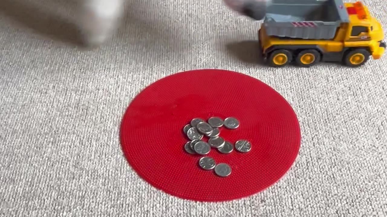 Border Collie Loads Toy Truck With Coins