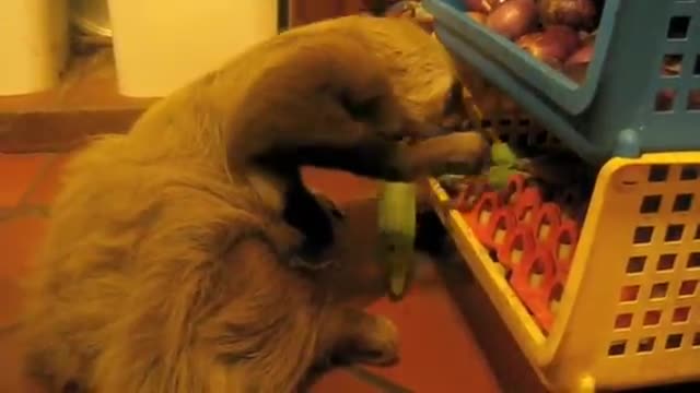 sloth kitchen raid