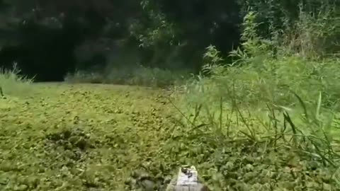 This is a beautiful and charming water-dwelling species