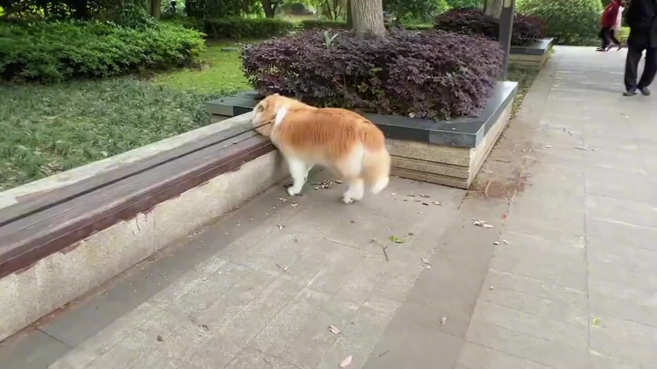 Once a dog goes out, it's too hard for him to go home!