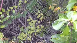 Spider Web