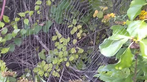 Spider Web