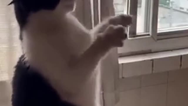 Try to not laugh Funniest Animals - Best Of The 2021 Funny Animal Videos