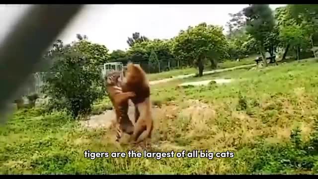 Tiger VS Lion - Who Is The Real King Of Jungle 😳_Cut1