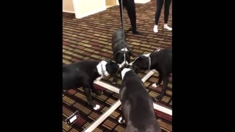 Cute funny animals