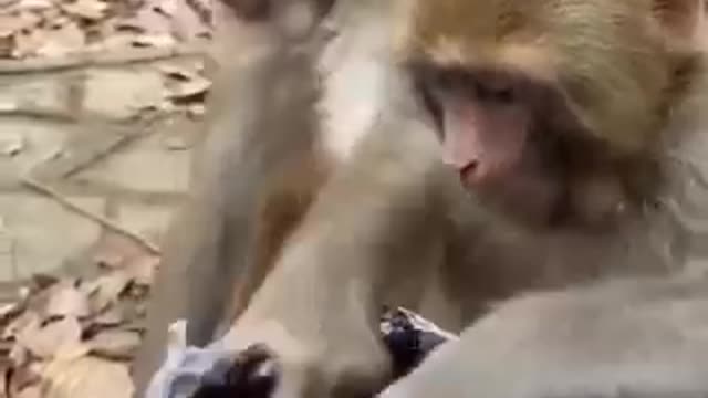 #Fruit for monkey