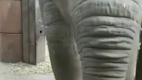 Baby elephant masti time