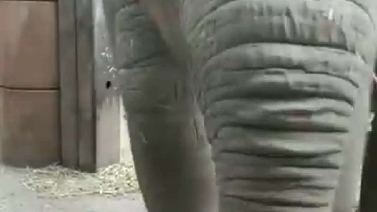 Baby elephant masti time