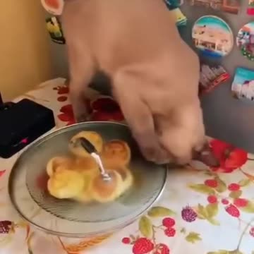 Funny animals 2023😆 - Funniest Cats and Dogs Video🐕🐈173