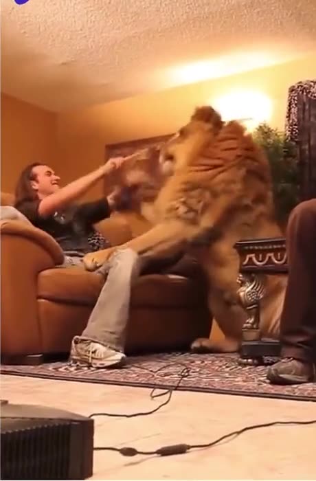 The little cat was supposed to stay small