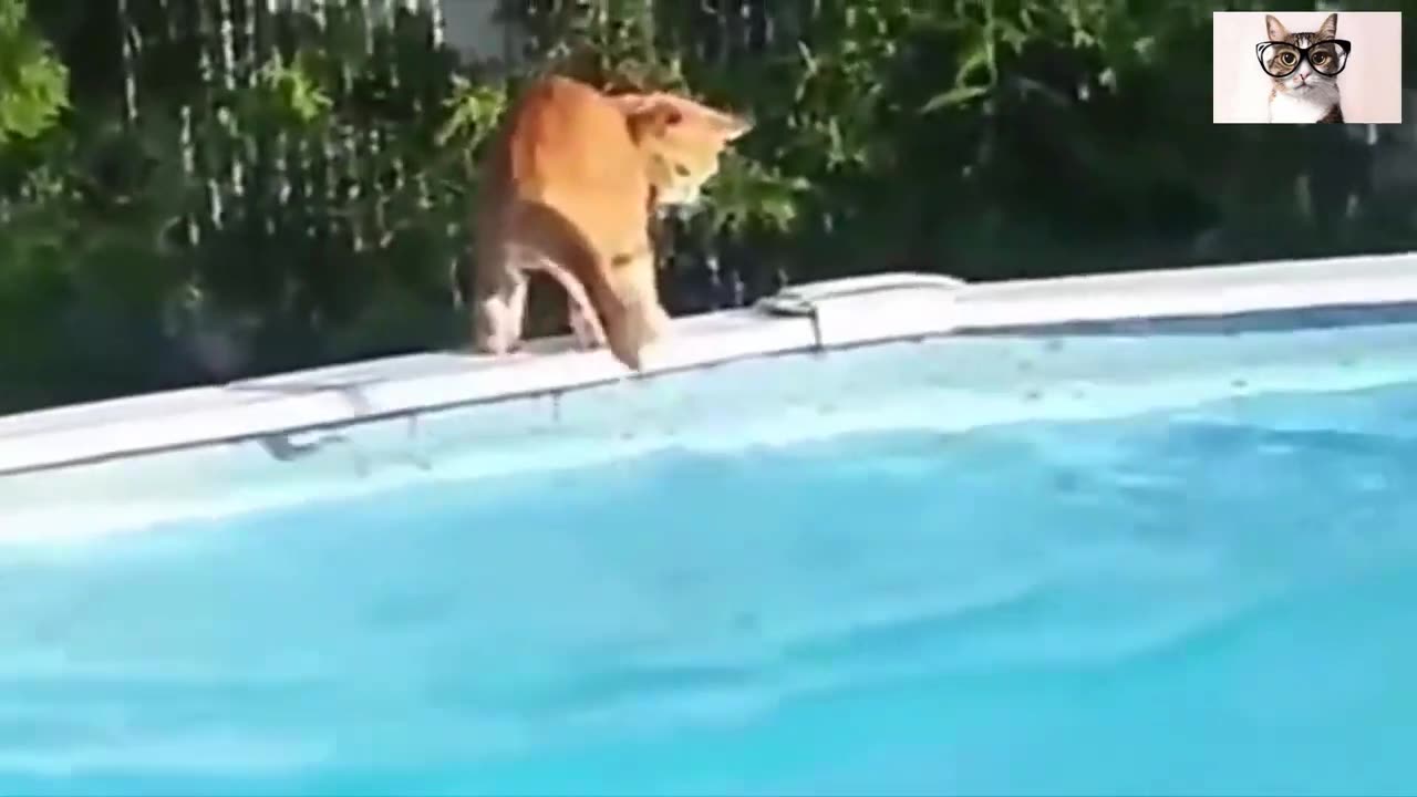 Vídeos de gatos al agua!!