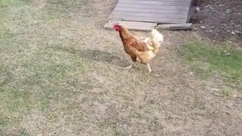 Amanda Grace Talks..WHEN CESAR MET JINGLES FUNNY!