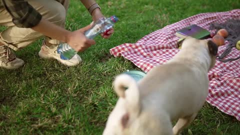 Young girl with pug dog in the summer green park, she is pouring water to a bowl for her pet