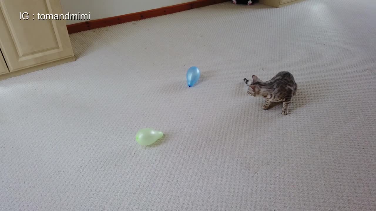 Bengal Cat Vs Balloons