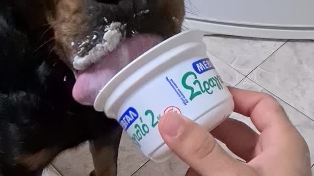 Happy dog eating yogurt