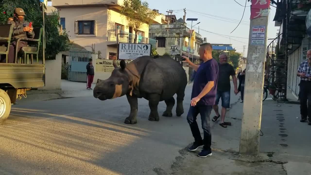 Wild rhino at city