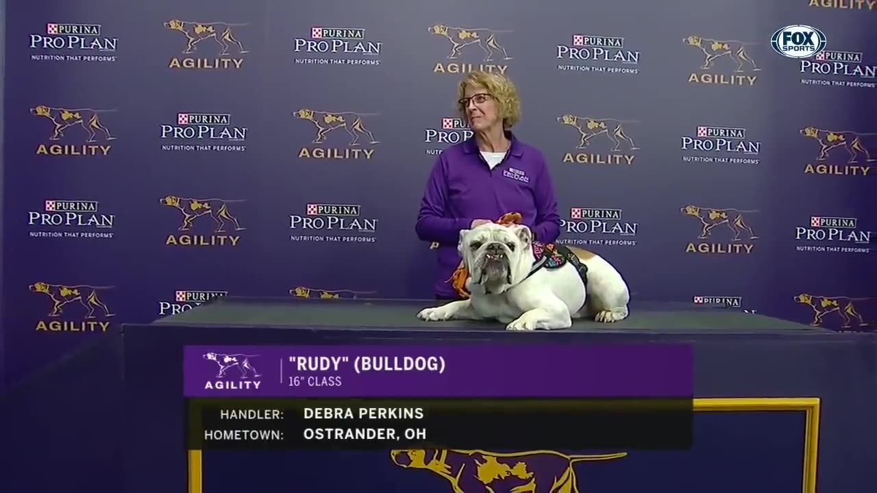 Watch Rudy the Bulldog crush the 2019 WKC Master Agility course | Fox SPORTS