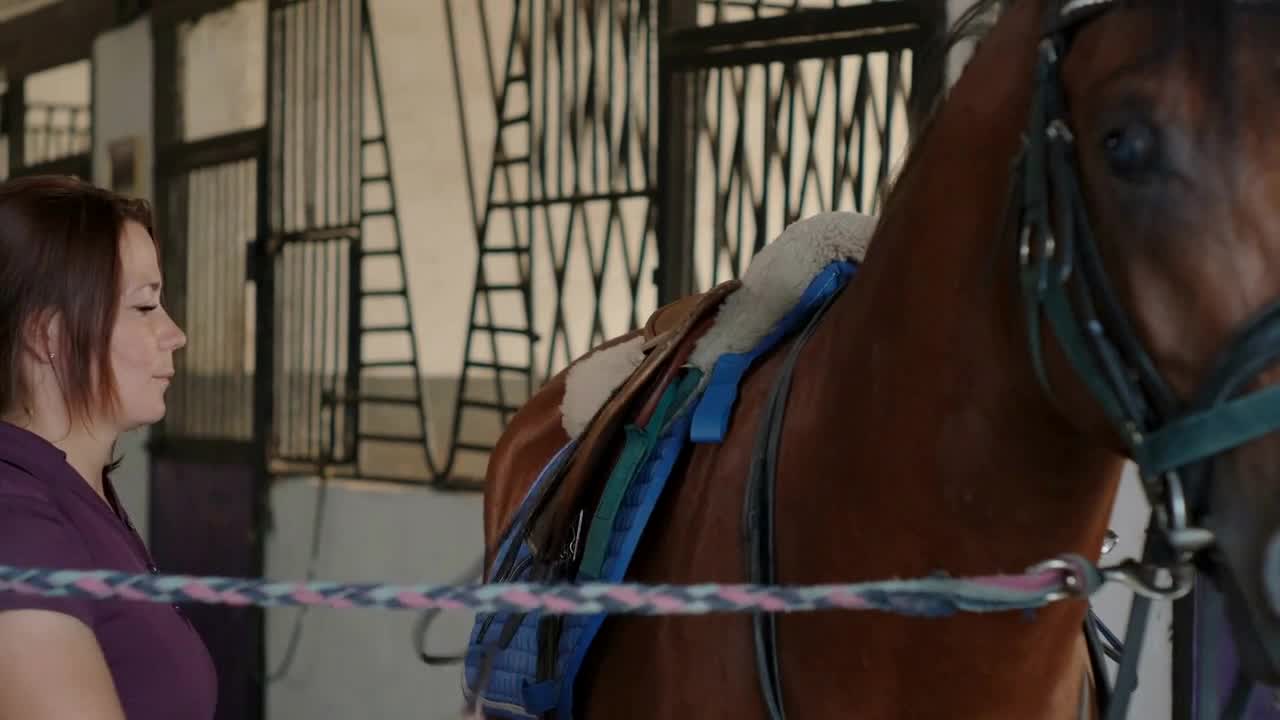 saddling of stallion in stable, caring and riding horses at farm