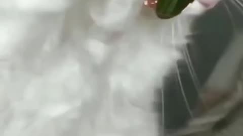 Cute cat stylish video