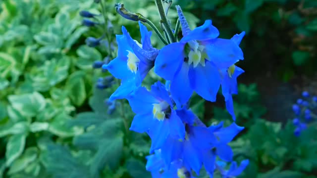 Beautiful flowers