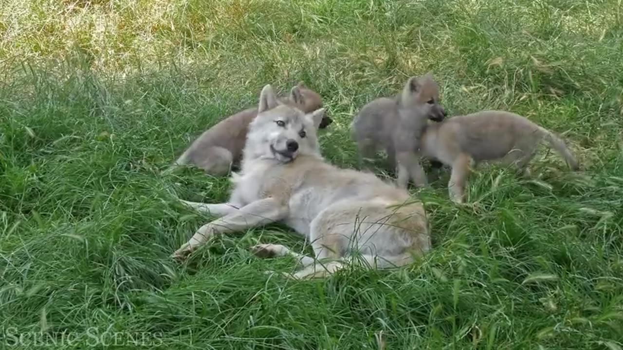 Baby fox amazing world of cute baby||amazing animal videos national geographic