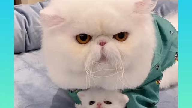 Cute and Funny Cat Videos Compilation 2021