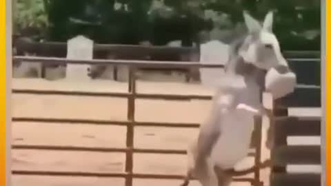 Funny baby animals videos - 9